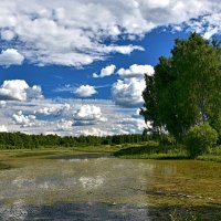 Летом у лесного озера :: Oleg S 