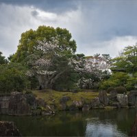 Сад камней в замке сёгуна Нидзё в Киото :: Shapiro Svetlana 
