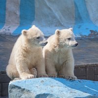 Медвежата :: Владимир Габов