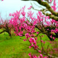 Персиковый апрель :: Ольга Голубева