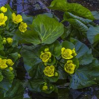 Желтые цветы калужницы болотной :: Сергей Цветков