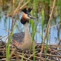 Чомга или большая поганка (Podiceps cristatus) :: Иван 