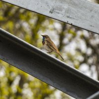 варакушка.... :: Наталья Меркулова