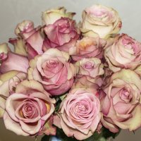 облако розовых роз... :: Наталья Меркулова