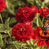 Monarch Butterfly :: Svetlana Galvez
