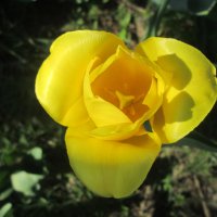 Желтый тюльпан :: Алексей Кузнецов