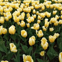 Желтые тюльпаны :: Алла ZALLA