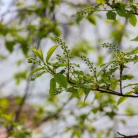 Вот такая у нас черемуха :: Нина Кутина