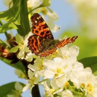 бабочки весны 2019   2 :: Александр Прокудин