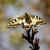 бабочки весны 2019   5 :: Александр Прокудин