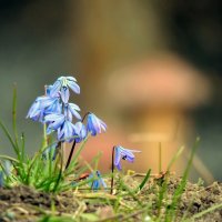 Весна :: Роман Савоцкий