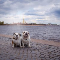 ...на брегах Невы... :: Ольга Князева