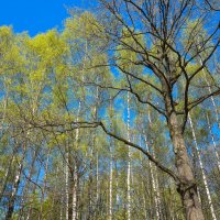 Весенний лес :: Владимир Жданов