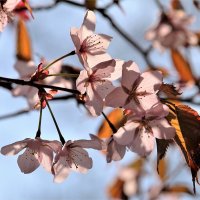 Японская весна в Питере... :: Евгений Яхим