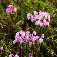 Подбел многолистный (Andromeda polifolia) :: Сергей Курников