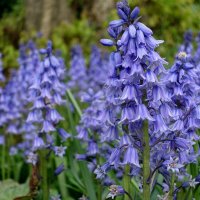 Bluebells time... :: Lyudmyla Pokryshen