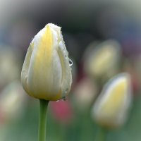 Нежно-сливочные тюльпаны :: Андрей Михайлов