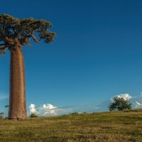 Одинокий баобаб... Мадагаскар! :: Александр Вивчарик