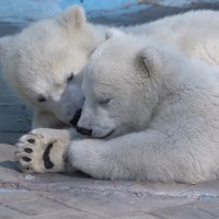 Медвежата :: Владимир Шадрин