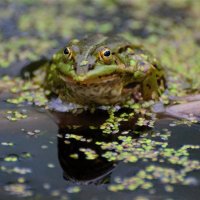 Прудовая лягушка (Pelophylax lessonae) :: Иван 