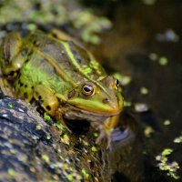 Прудовая лягушка (Pelophylax lessonae) :: Иван 