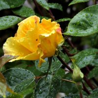 Роза и дождь :: Heinz Thorns