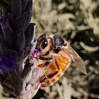 Пчелопортрет на лаванде :: Александр Деревяшкин