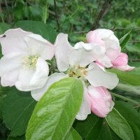 Цветы яблони :: BoxerMak Mak
