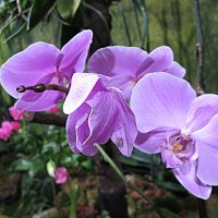Как прекрасны орхидеи, словно сказочные феи. :: Валентина Жукова