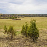 Весенние зарисовки :: Галина Новинская