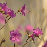 багульник (рододендрон даурский) :: Татьяна Башкирова