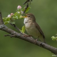 Садовая камышевка :: Елена Швыдун