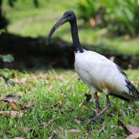 Священный Ибис, Куала-Лумпурский Парк Птиц, Малайзия :: Andrey Vaganov