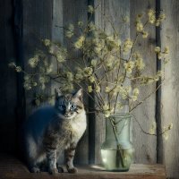 "Кошачья весна" :: Victor Brig