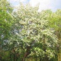Яблоня бела весной :: Дмитрий Никитин