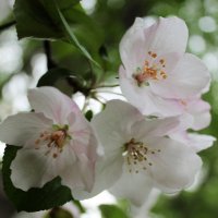 цветы яблони :: ольга хакимова