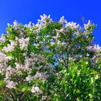 Плыл по городу запах сирени ... :: Лариса Корженевская