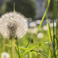 Одуванчик семейства Астровые (Asteraceae) :: Алексей 