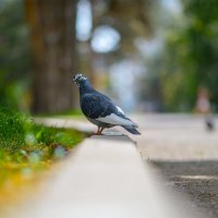 pigeon :: Trage 