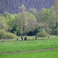 "Весна. Пробудження до сільських турбот." :: Ростислав Кухарук