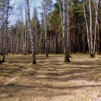 Лесной пейзаж  в начале мая . :: Мила Бовкун