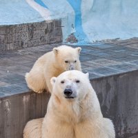 Белые медведи :: Владимир Габов