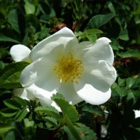"Белый шиповник, дикий шиповник Краше садовых роз...." :: Galina Dzubina