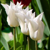 Тюльпанов майское цветение :: Надежд@ Шавенкова