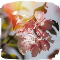 последние цветы яблони этой весны :: Эльмира Суворова