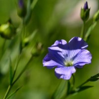 Нежное творение природы :: Татьяна Соловьева