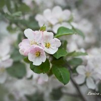 Цветение яблони :: Larisa Freimane