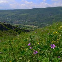 Цветы в горах :: Елена Байдакова
