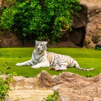 Белый тигр :: Александр М