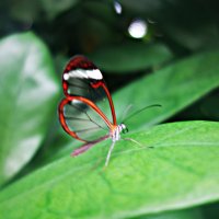 Прозрачная бабочка ...... :: Galina Dzubina